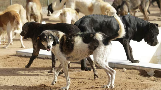Stray dog